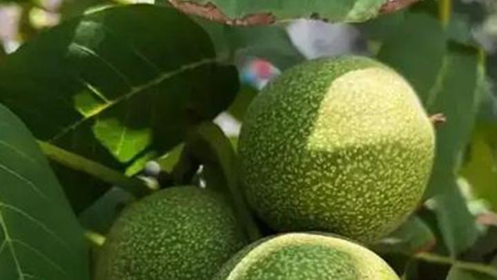 生物电化学改良法在西藏日喀则沙地的应用，光伏驱动灌溉系统助力农作物生长，核桃仁冻干超微粉提升作物品质