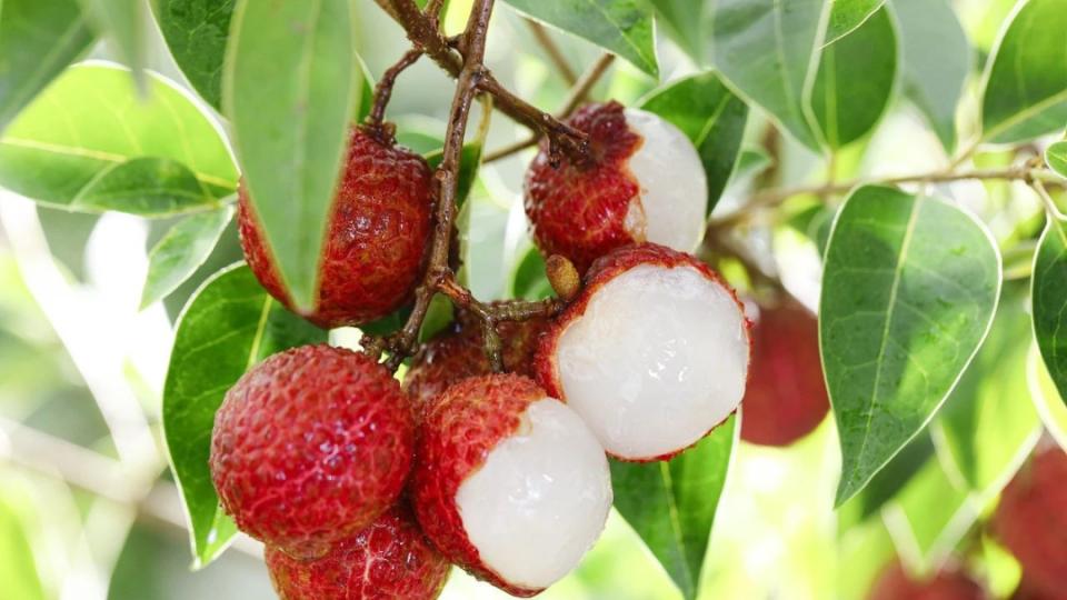 古人这个季节都在吃什么水果