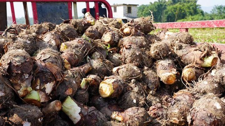 芋头山地种植倒伏难题，竹竿交叉固定术，三周稳固案例实测