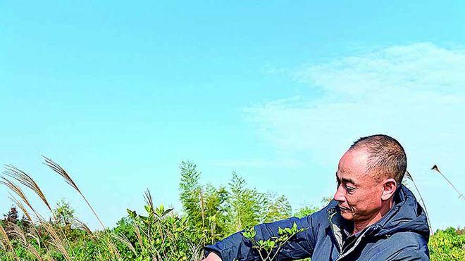 林下“栀”梦人——陈耀敏的绿色致富经