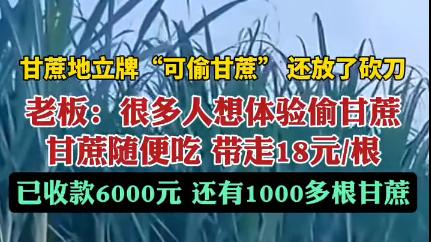 浙江“可偷甘蔗地”吸引上百网友深夜打卡 主人已收偷款6000元