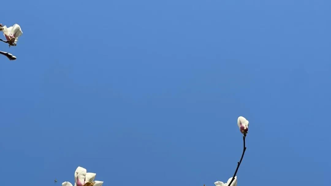 在江西，春味的花花怎么吃