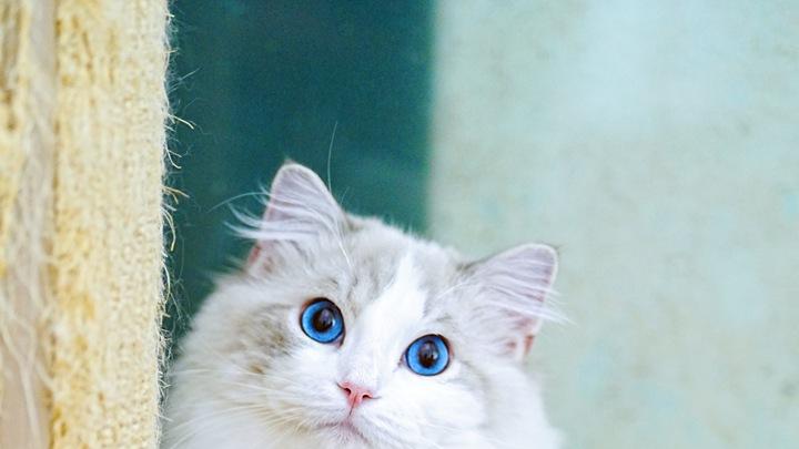 不瞒你说，很幸福的“布偶猫”，都有这6个迹象！