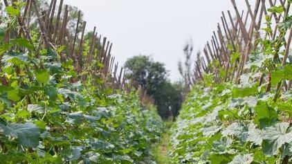 黄瓜和哪几种蔬菜间种套种效果最好？