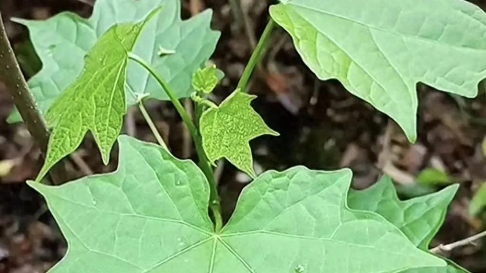 筋骨痹痛良药，亦是伤人利刃的毒药——八角枫
