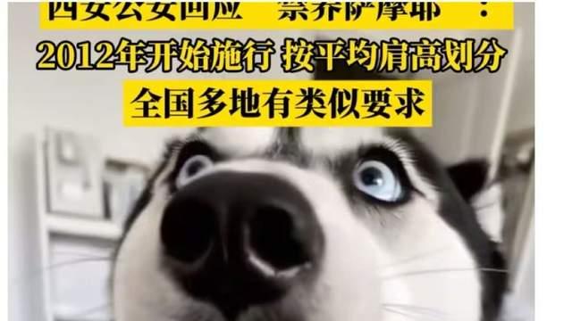 城市之困：当金毛萨摩耶的温顺撞上“一刀切”的冰冷铁网