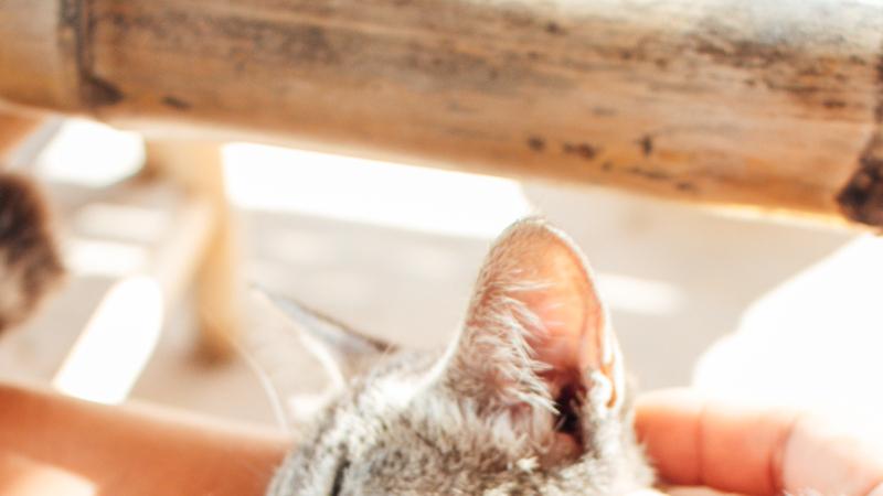 高蛋白猫粮：猫咪的健康福音还是潜在威胁？