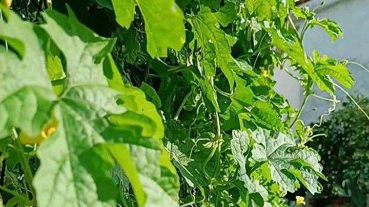 果实套袋技术应用，蚜虫生物驱避方法，甘肃苦瓜挂果期管理实证