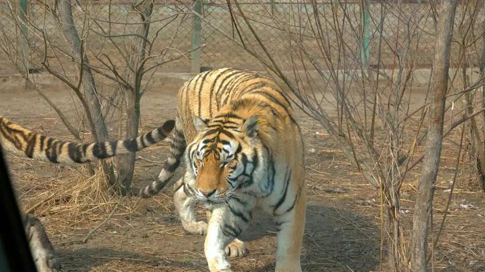 吉林一司机雪夜遇上东北虎，双方对峙，用教科书式操作成功脱险