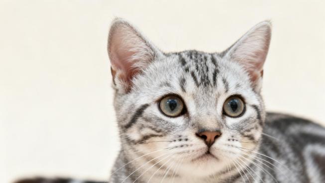 美国短毛猫：百年传承的居家卫士