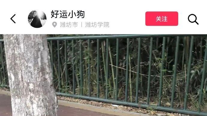 在大学生的爱里长大的狗狗小虎，点击就看小虎成长日记