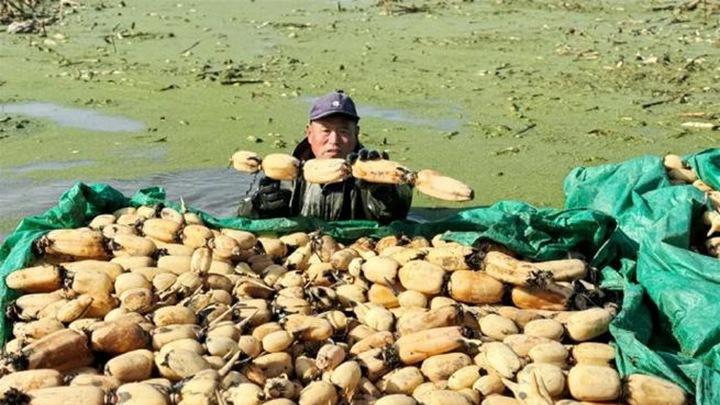 深水区养分流失，莲藕缓释肥投放法，膨大期关键三周