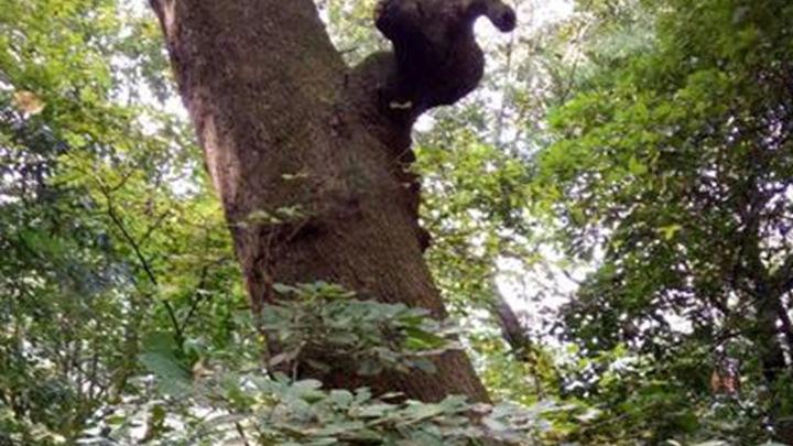 核桃基因优化与嫁接改良，冻土解冻应对策略研究，新疆和田试验田追踪