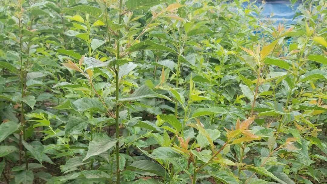 想种出甜美车厘子？先学会如何购买正宗车厘子苗！