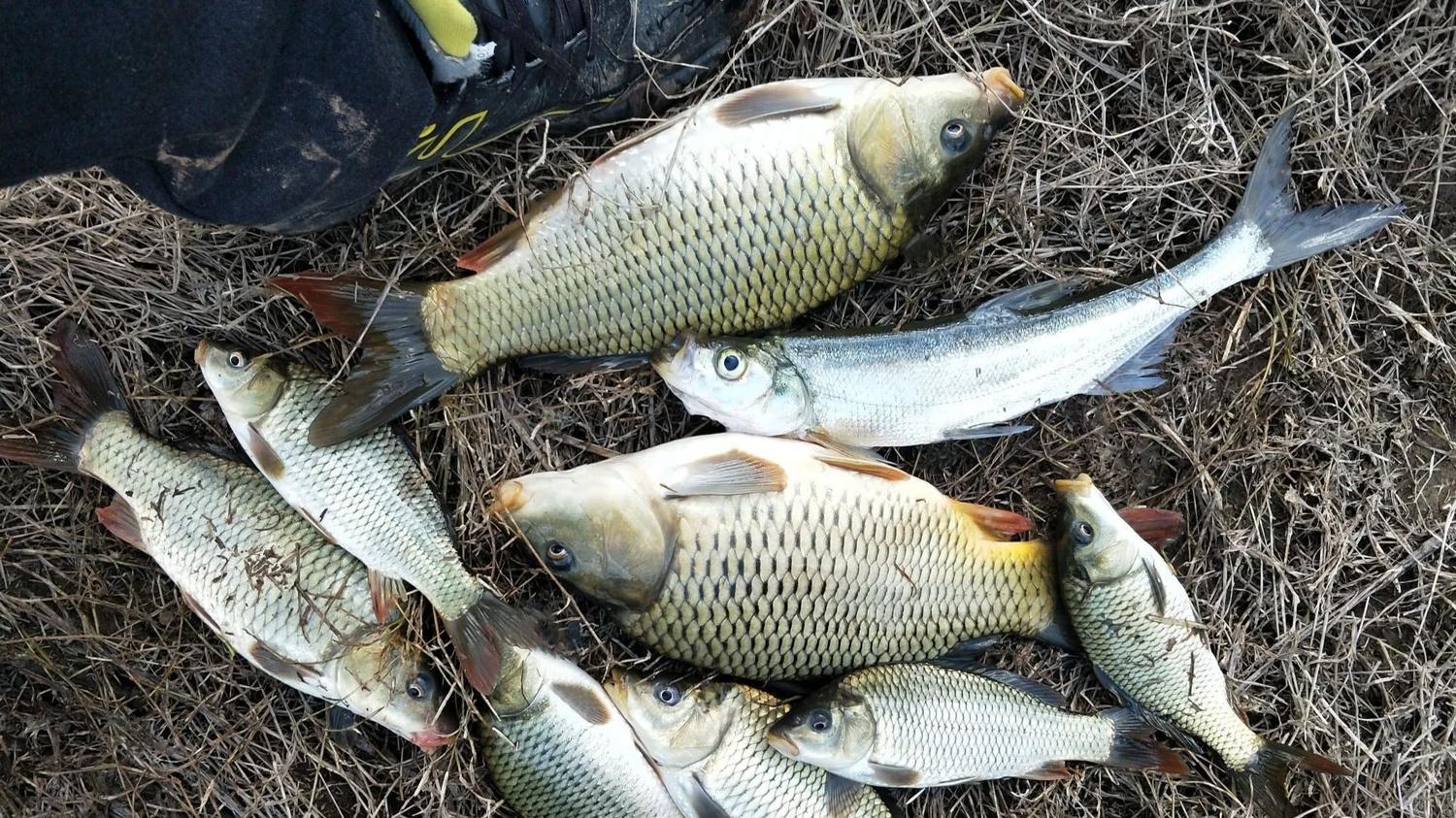 野钓鲫鲤用饵的4句口诀