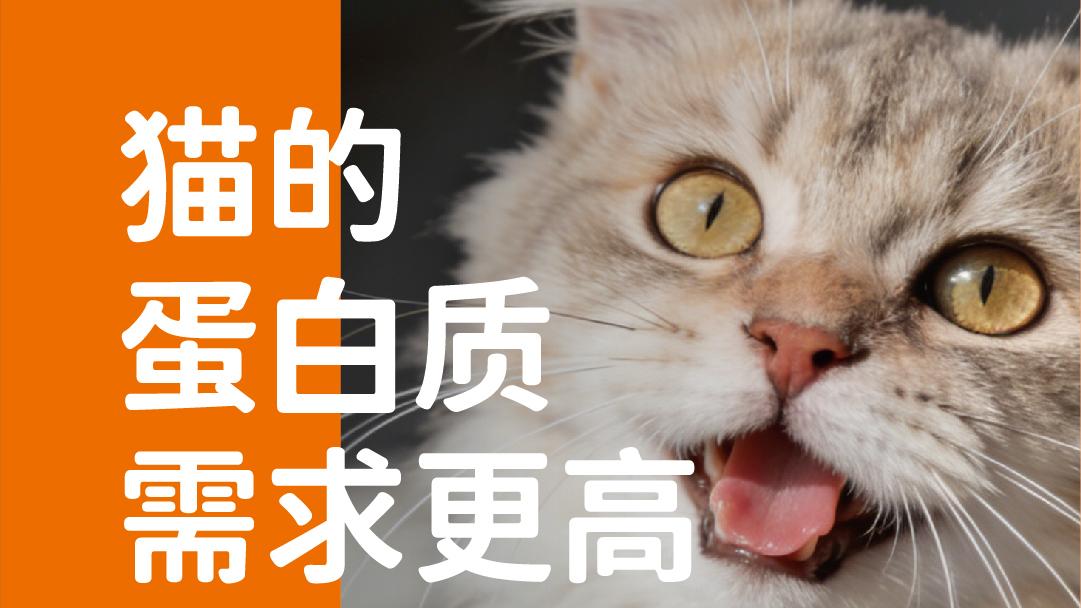 象乡宠物食品 | 猫的蛋白质需求更高