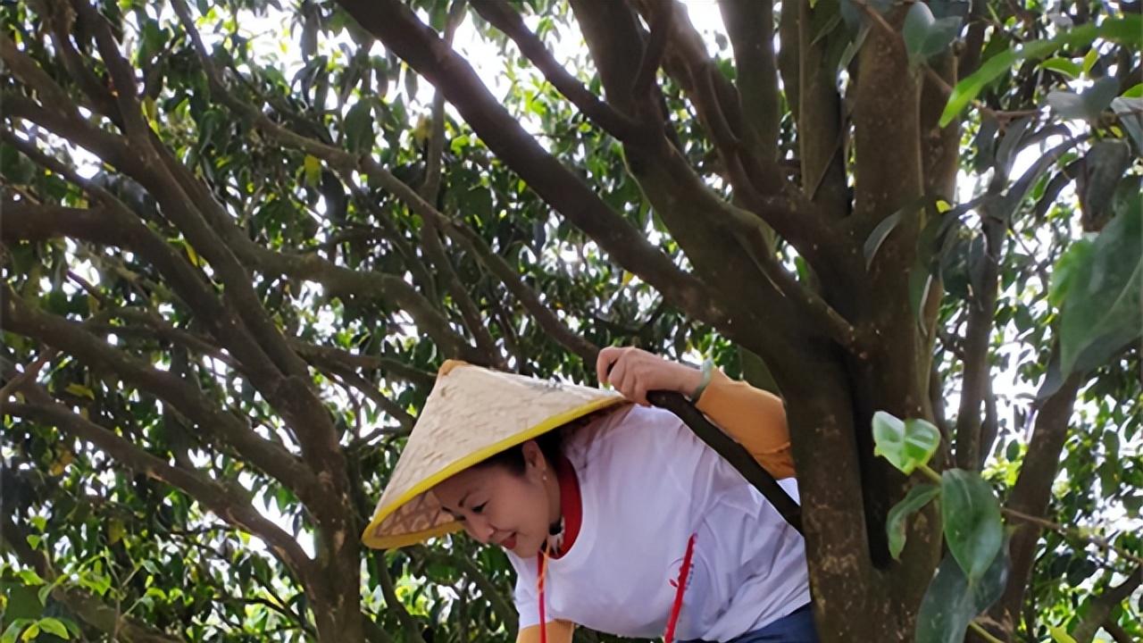 跳笔“冬藏千年古树茶品鉴会”：千秋老树茶&万年活泉水  千万要喝