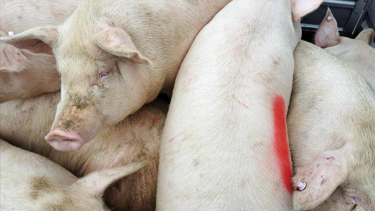 下跌！猪价下跌“无休止”！附：9月14日猪价