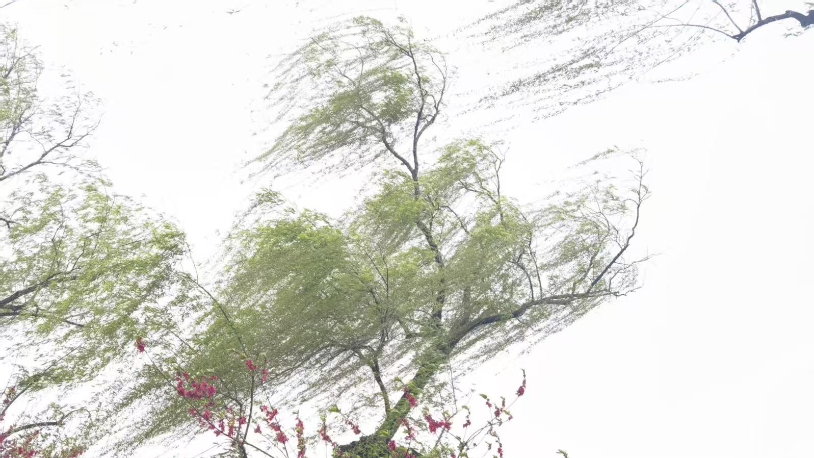 在西湖边，那天阴天刮风，拍出来真感觉像画一样