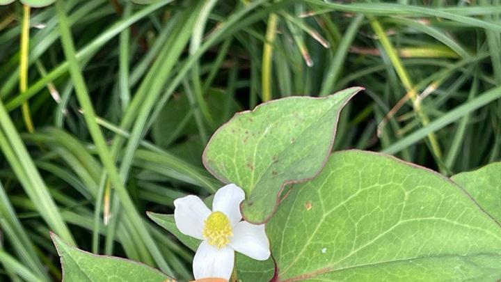 鱼腥草病虫害多样，综合防治难度大，生态防控新技术助力降低病虫害率