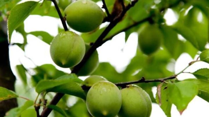 稻壳堆肥改良黏土技术，浙江安吉竹林生态种植模式，智能雨量感应灌溉系统应用
