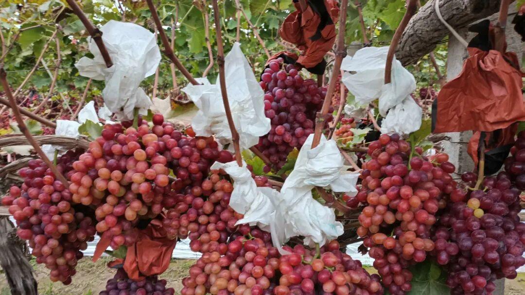 村企共建 特色产业激发振兴活力