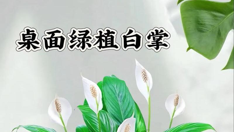 白掌LED补光方案，粤港澳大湾区梅雨季，智能温室层架系统，叶绿素荧光成像