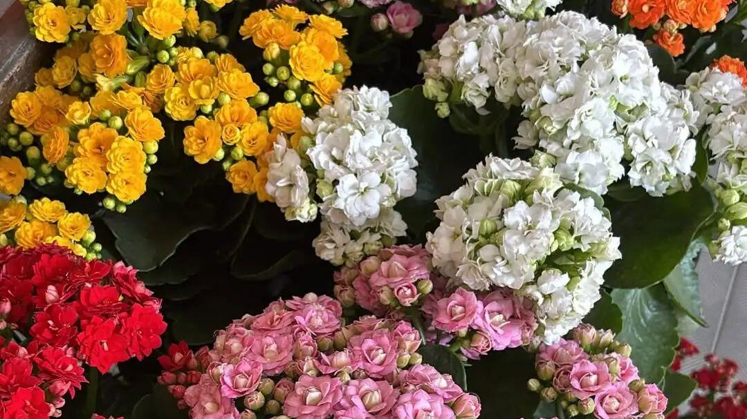 几种颜值高、适合懒人粗养在室内窗台边的盆栽伽蓝菜