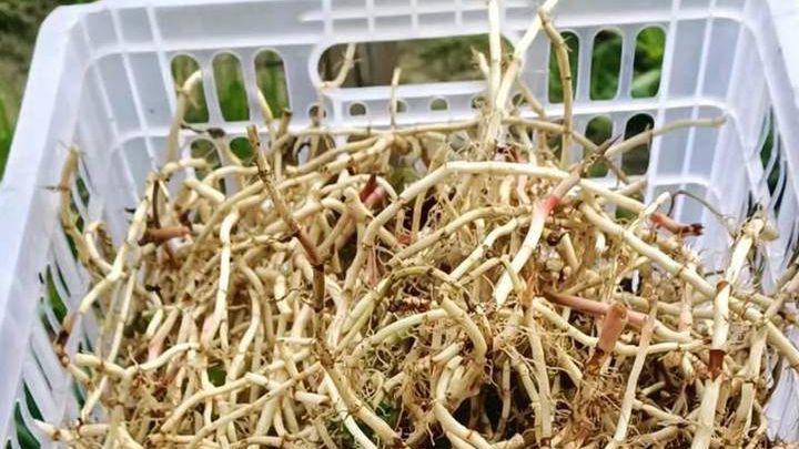鱼腥草低温生长缓慢易受冻，加强防寒保暖措施，确保植株安全越冬