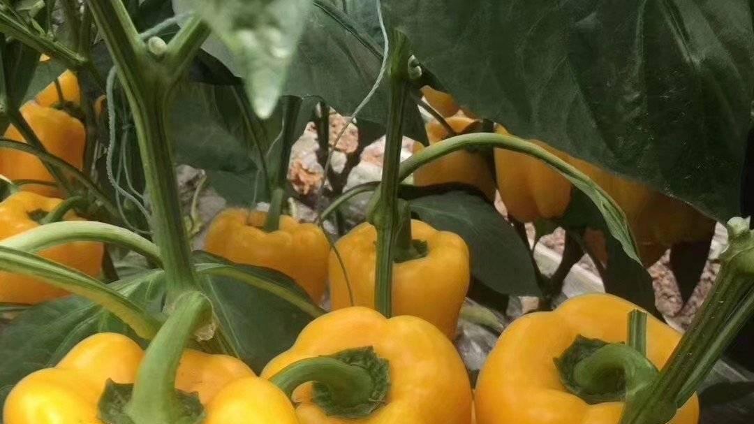 黄灯笼椒图片