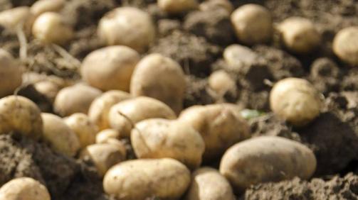 种植土豆高产技巧，掌握关键要点，确保结薯多、个头大