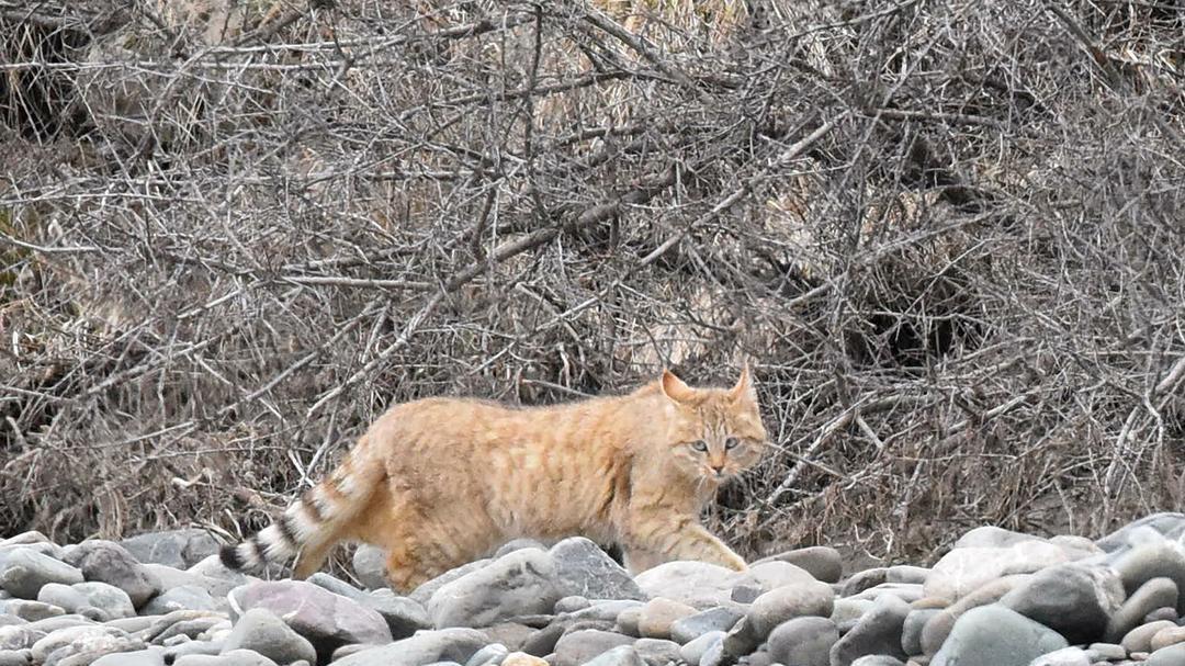 甘肃村民捡到两只“猫咪”，外形并不出奇，却被称为最神秘的猫科动物