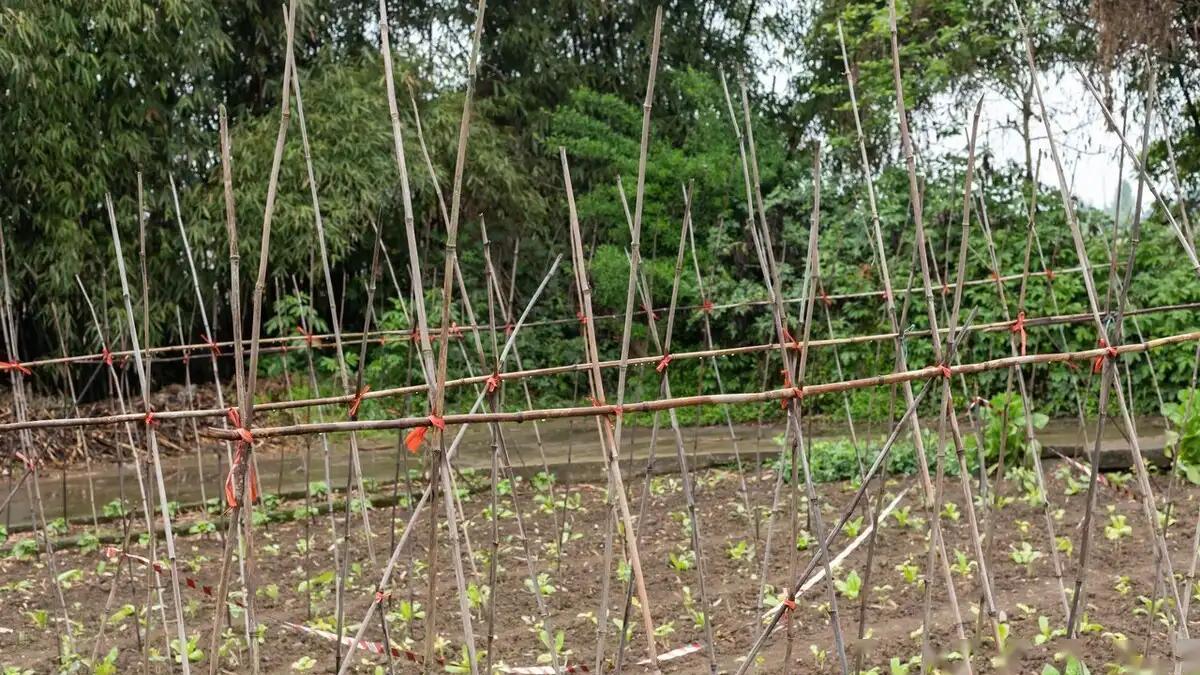 蔬菜种植指南：定植控水蹲苗、划锄松土和浇水三忌详解