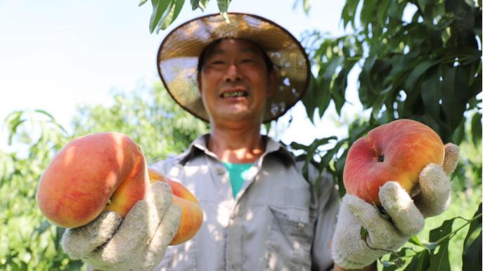 曲阜市吴村镇一颗“金桃”甜了千家农户