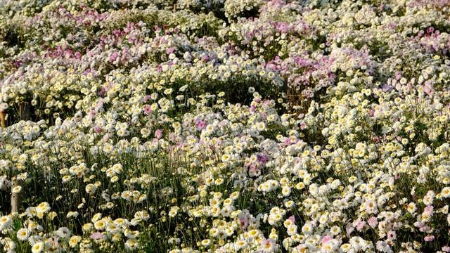 菊花的15个冷知识，你了解多少？