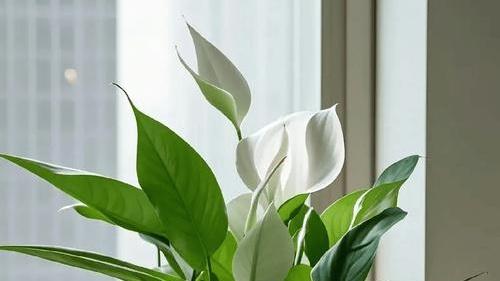 白掌仿根际微生物，海南热带实验室，益生菌定植，根腐病抑制