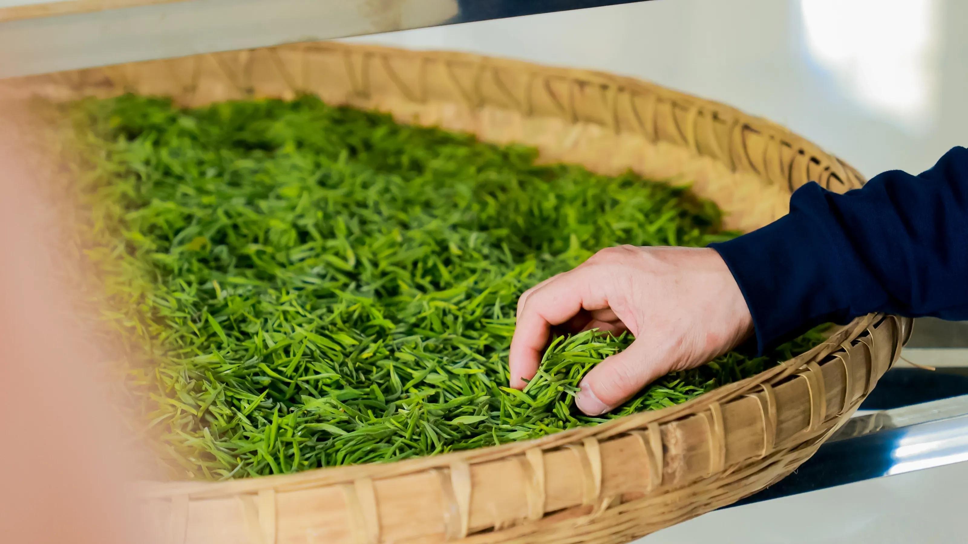 闯入镇巴茶乡，邂逅春日茶香秘境， 一口鲜到心巴上