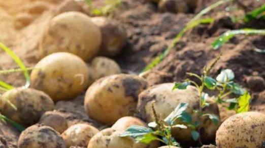 春季土豆种植要点，掌握这三点技巧，出芽快且减少腐烂