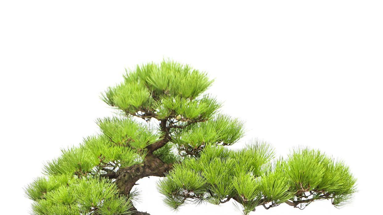 从福建茶到红豆杉：8种热门盆景的魅力与选择