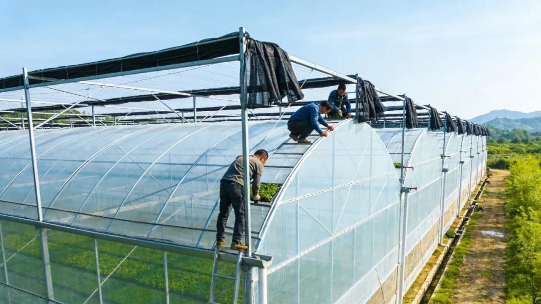 冬季建连栋温室大棚，这6个核心要点别踩坑！来年收益翻番就靠它