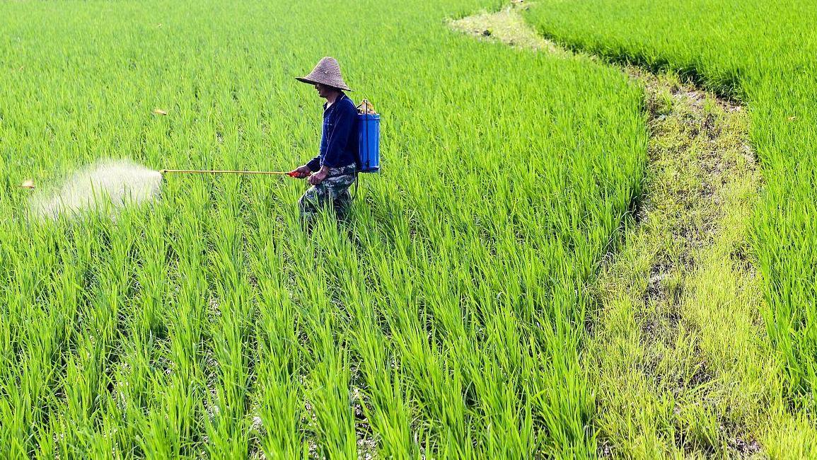 种小麦时，尿素和复合肥到底哪个好？