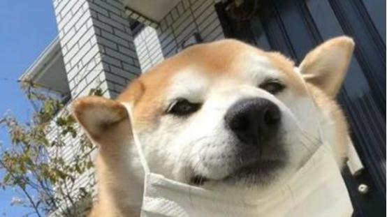 狗狗吃狗粮好还是吃饭好？挑食狗粮推荐哪种，这几款好吃又健康