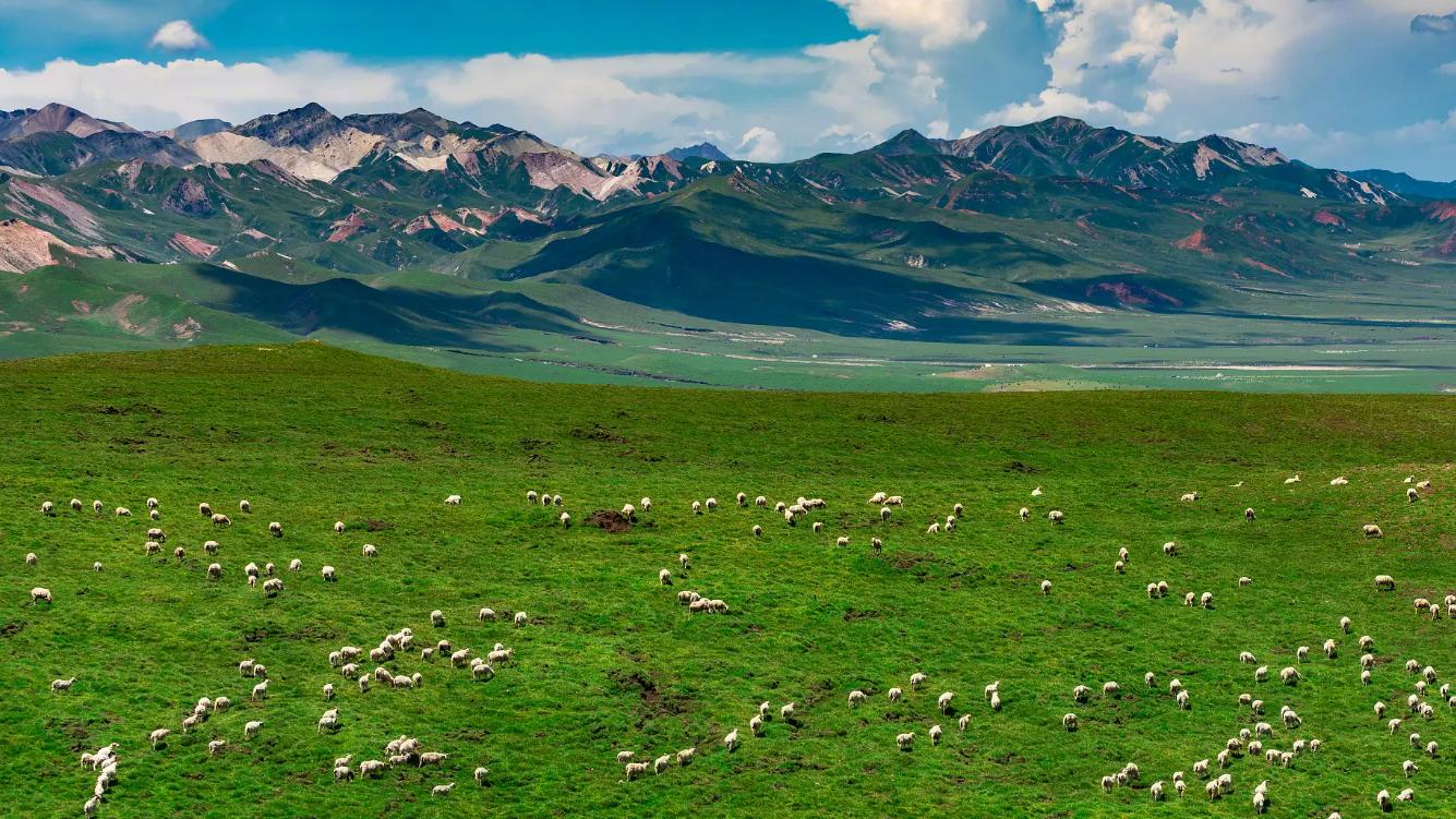 祁连山的雪与草原，竟然美得让人窒息
