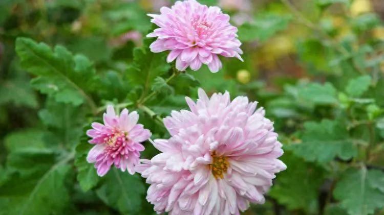 咱闺女儿子要结婚了，这三件事，就算抹不开面儿也得问清楚！