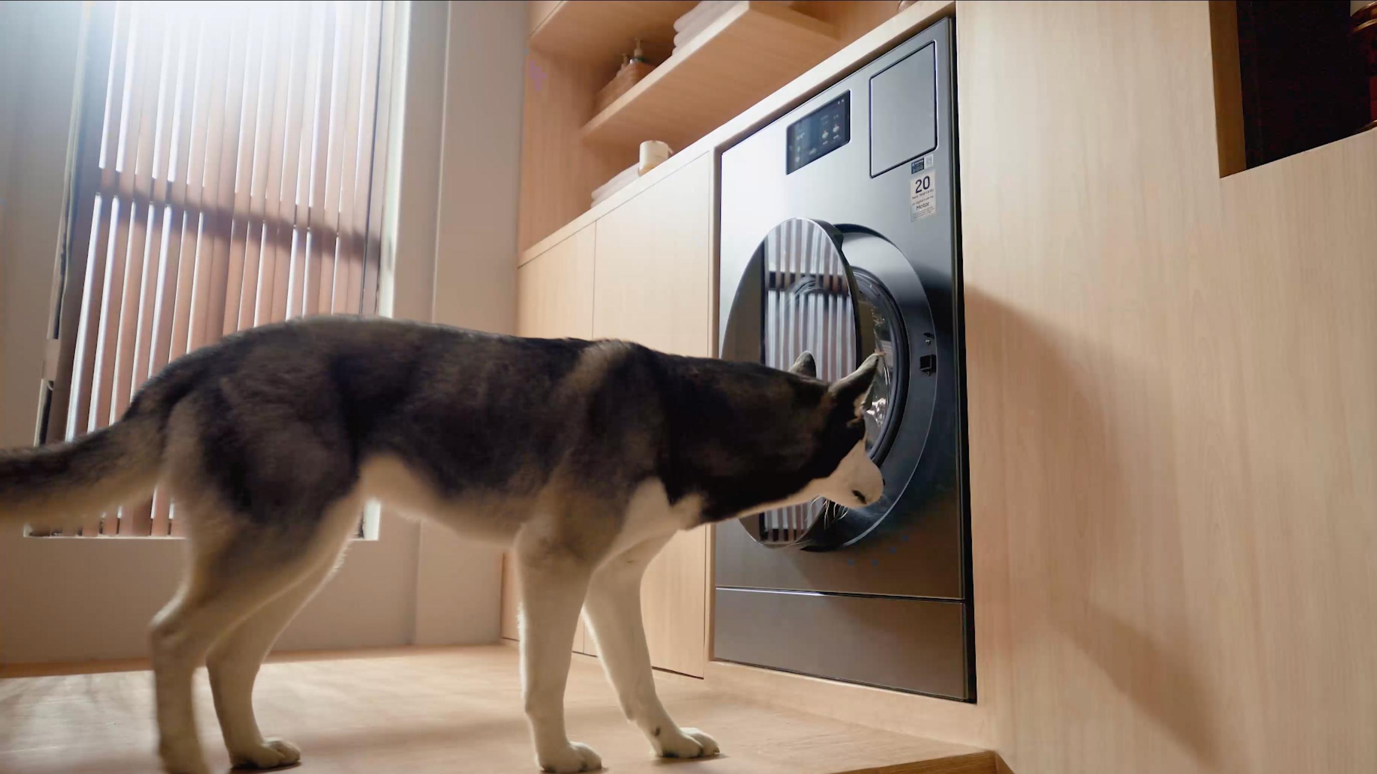 家有萌宠不发愁 三星AI神 黑钻热泵洗烘旗舰为健康穿衣全面护航