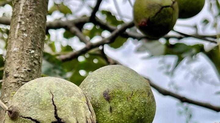 生物基改良剂在农作物中的应用，台湾埔里盆地试验效果分析，地下蓄灌系统优化与核桃仁辐照灭菌流程研究