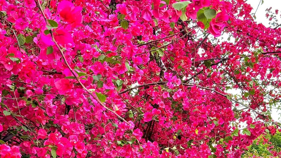 广州“三角梅”爆花，“7层花楼”走红，网友：美到词穷，想吃呢
