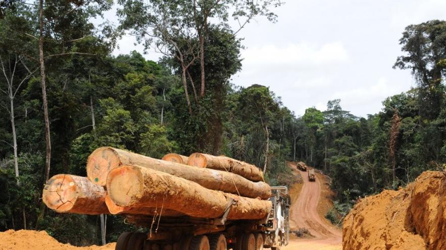 总统连任无波澜，买家不敢长签，非洲木材商：在等“东风”！