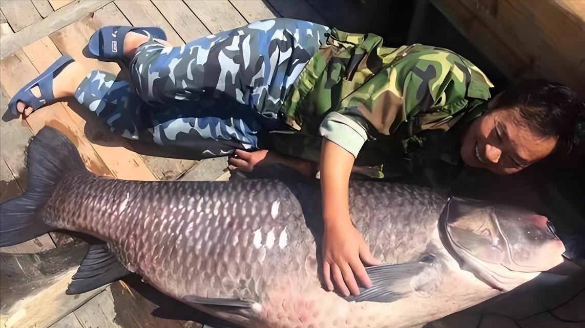 比国内纪录重1斤，钓鱼网红出30万寻找229斤青鱼！有那么容易吗？