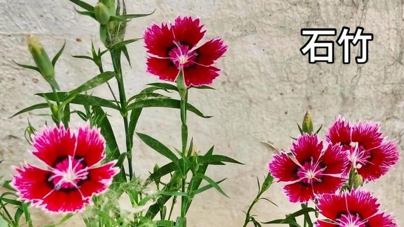石竹抗病基因，海南南繁基地，CRISPR编辑，T-DNA检测